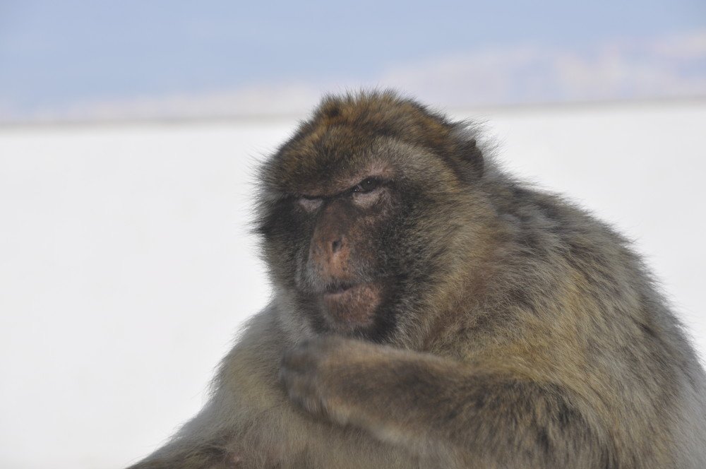 13 Barbary Ape on The Rock of Gibraltar_DSC0171