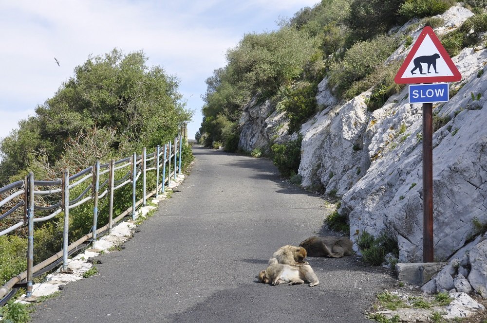 17 Barbary Ape on The Rock of Gibraltar_DSC0202