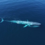 Blue Whale from air