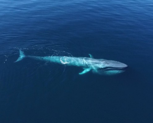 Blue Whale from air