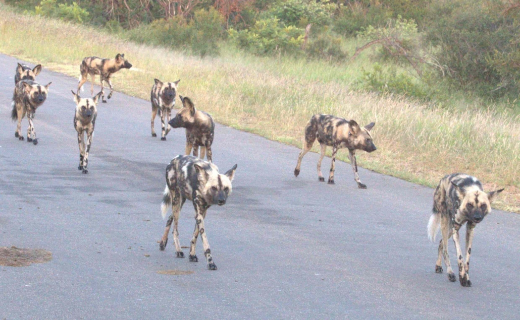 Pack of wild dogs