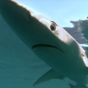 Underwater stock footage sharks