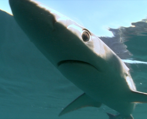 Underwater stock footage sharks