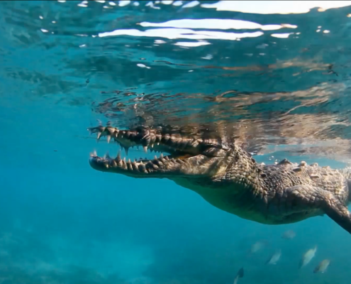 Cuba Crocodile Underwater