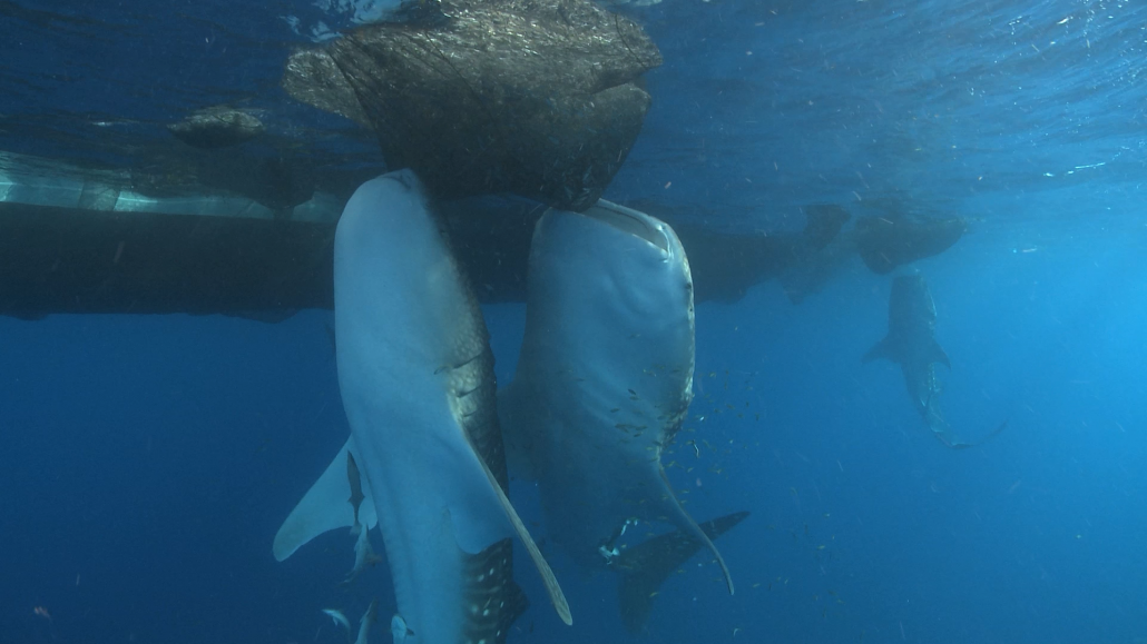 Whale shark stock footage